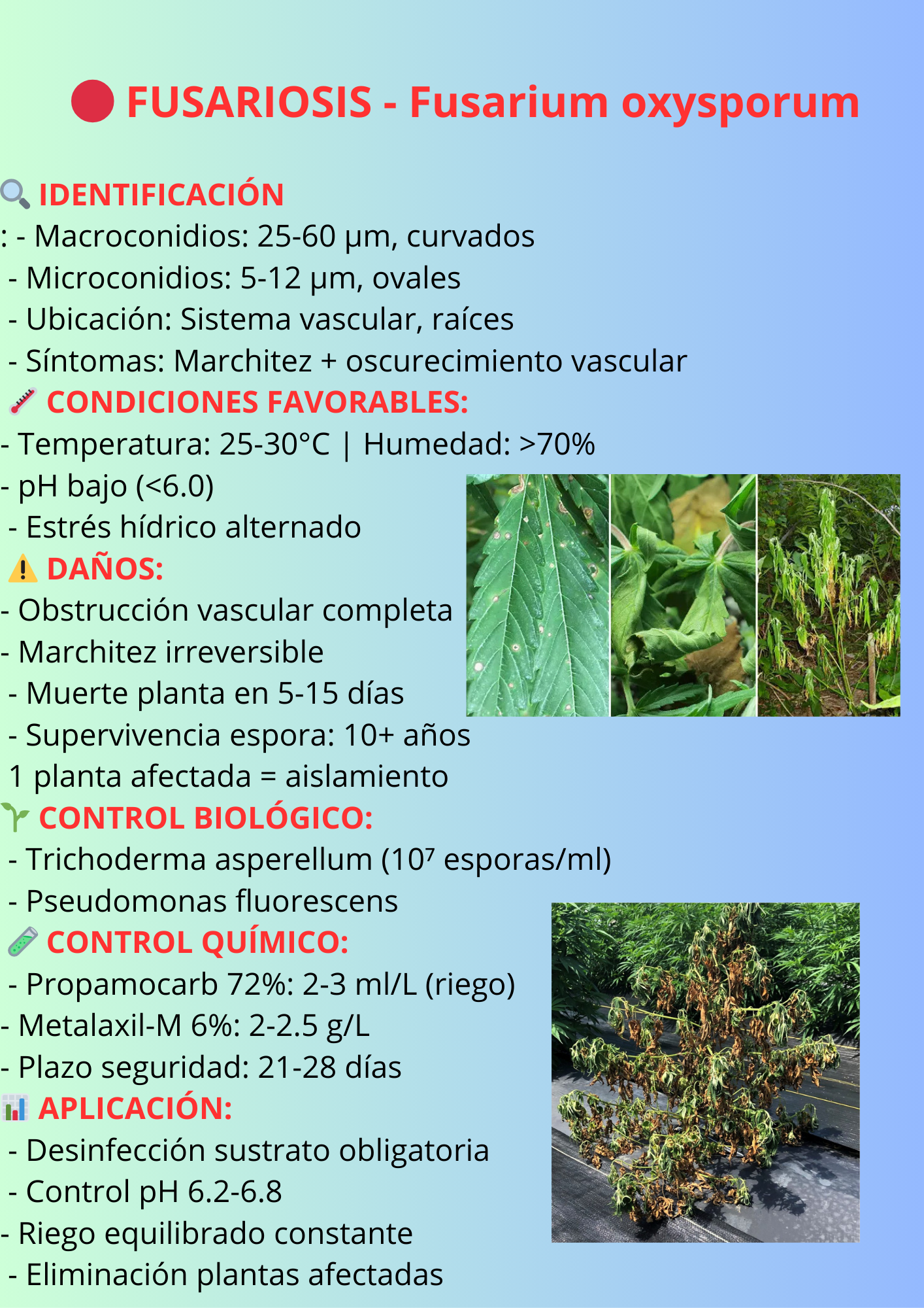 Fusarium oxysporum